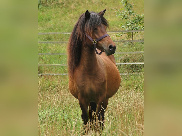 Caballos islandeses Yegua 6 años 137 cm Castaño in Saarland