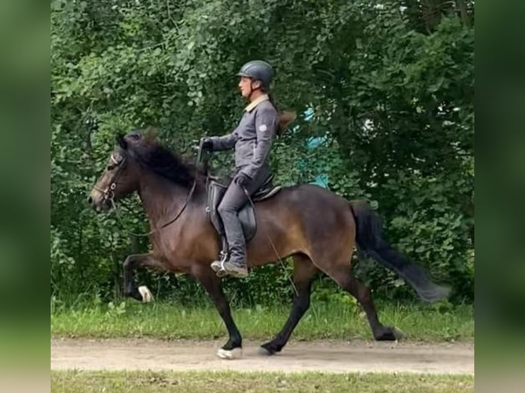 Caballos islandeses Yegua 6 años 137 cm Castaño oscuro in Wiemersdorf