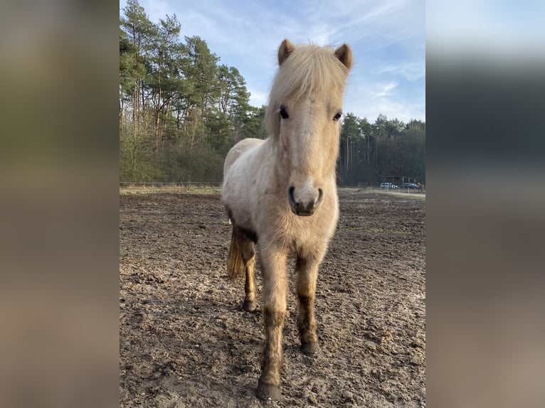 Caballos islandeses Yegua 6 años 137 cm Palomino in Buchholz in der Nordheide