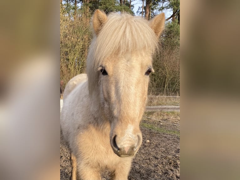 Caballos islandeses Yegua 6 años 137 cm Palomino in Buchholz in der Nordheide