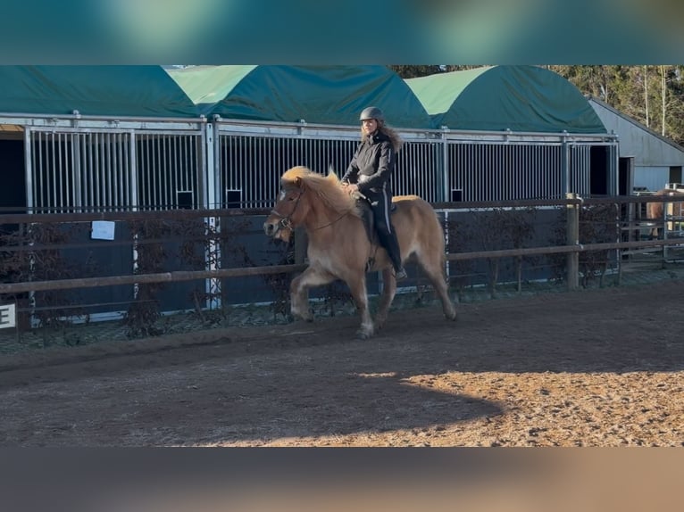 Caballos islandeses Yegua 6 años 138 cm Bayo in Fronreute