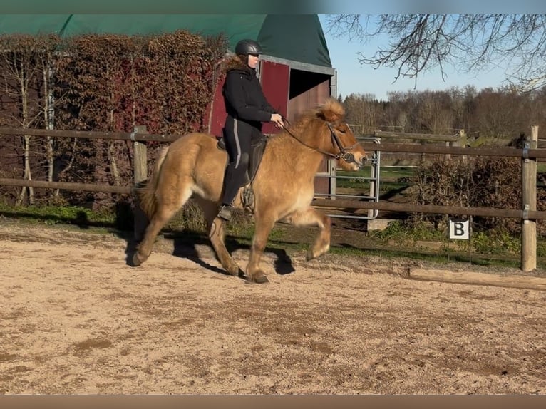 Caballos islandeses Yegua 6 años 138 cm Bayo in Fronreute