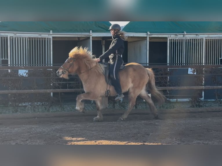 Caballos islandeses Yegua 6 años 138 cm Bayo in Fronreute