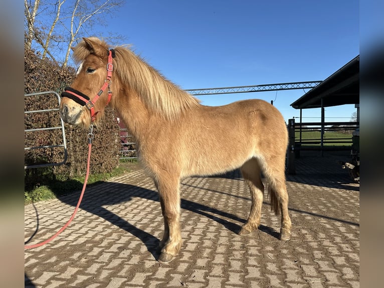 Caballos islandeses Yegua 6 años 138 cm Bayo in Fronreute