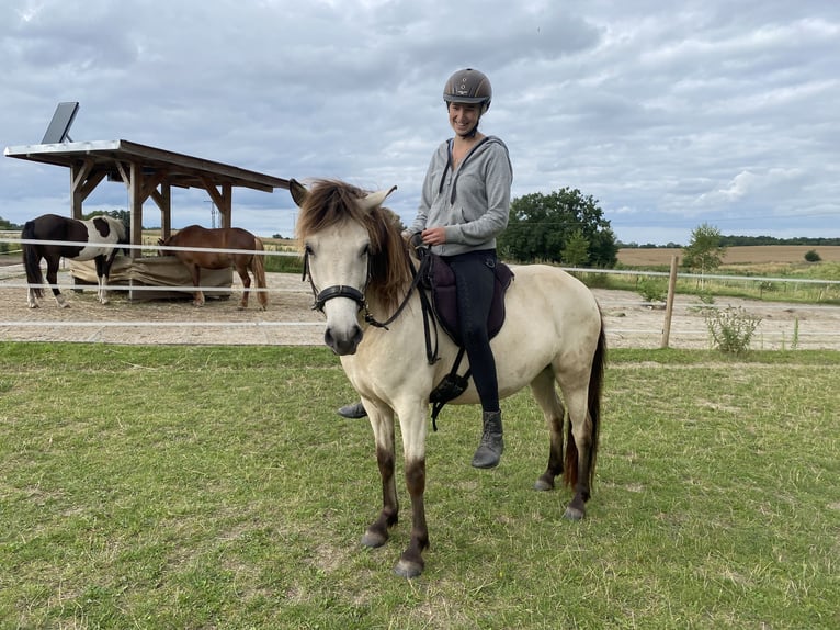 Caballos islandeses Yegua 6 años 138 cm Buckskin/Bayo in Sanitz