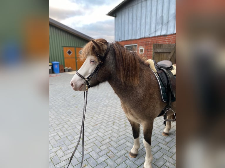 Caballos islandeses Yegua 6 años 138 cm in Blunk
