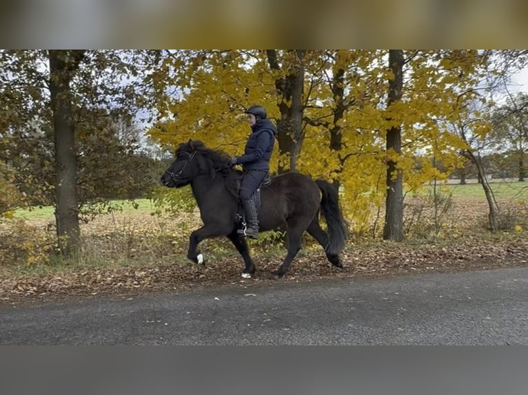 Caballos islandeses Yegua 6 años 138 cm Negro in Schneverdingen