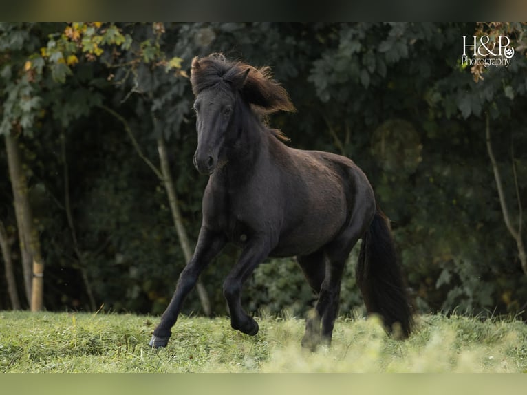 Caballos islandeses Yegua 6 años 138 cm Negro in Engelschoff