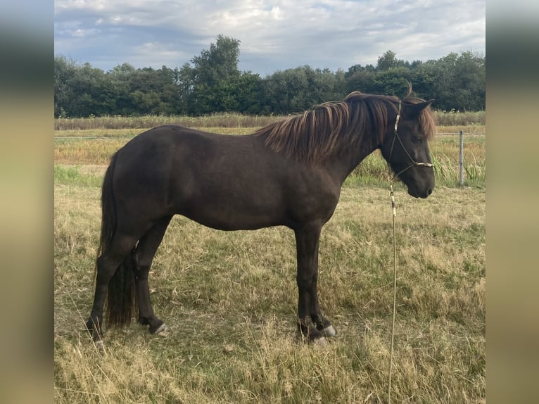 Caballos islandeses Yegua 6 años 138 cm Negro in Engelschoff