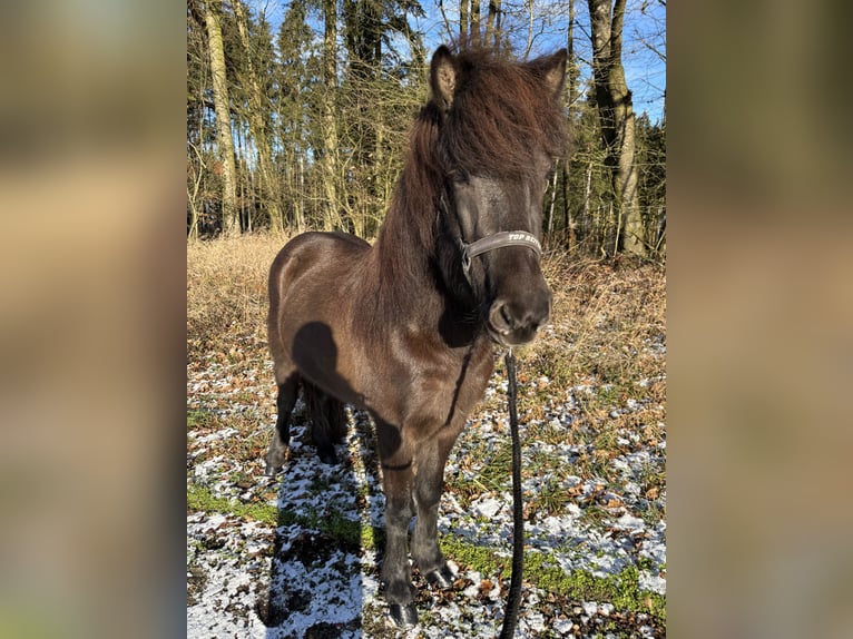 Caballos islandeses Yegua 6 años 138 cm Negro in Kumhausen