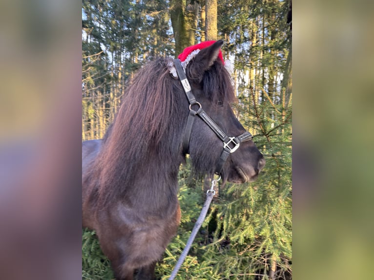 Caballos islandeses Yegua 6 años 138 cm Negro in Kumhausen