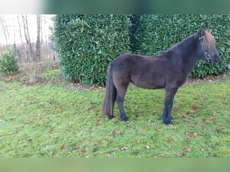 Caballos islandeses Yegua 6 años 138 cm Negro in Nettersheim