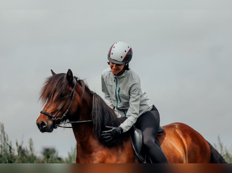 Caballos islandeses Yegua 6 años 139 cm Castaño in Taufkirchen an der Trattnach