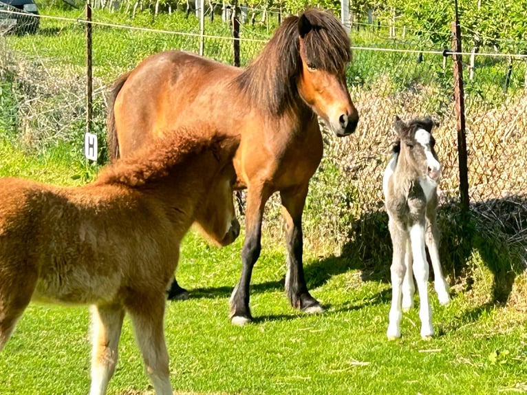 Caballos islandeses Yegua 6 años 139 cm Castaño rojizo in Haiming