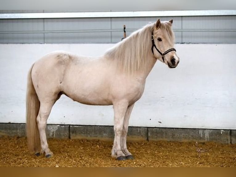 Caballos islandeses Yegua 6 años 139 cm Palomino in Königswinter
