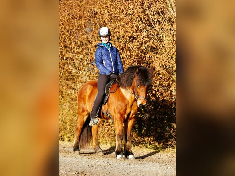 Caballos islandeses Yegua 6 años 140 cm Castaño in Taufkirchen an der Trattnach