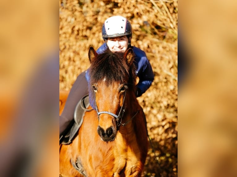 Caballos islandeses Yegua 6 años 140 cm Castaño in Taufkirchen an der Trattnach