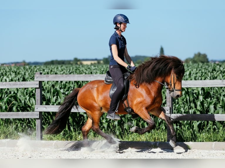 Caballos islandeses Yegua 6 años 140 cm Castaño in Taufkirchen an der Trattnach