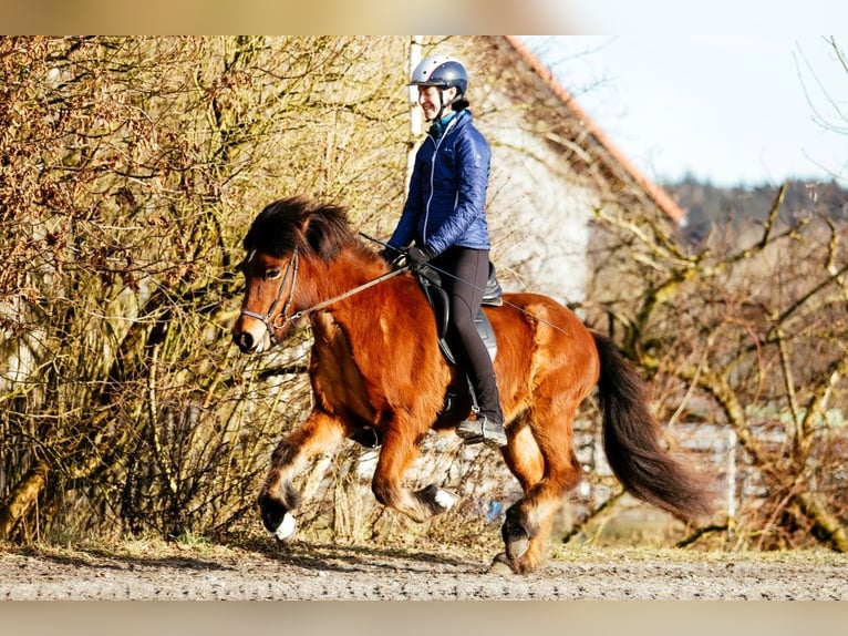 Caballos islandeses Yegua 6 años 140 cm Castaño in Taufkirchen an der Trattnach