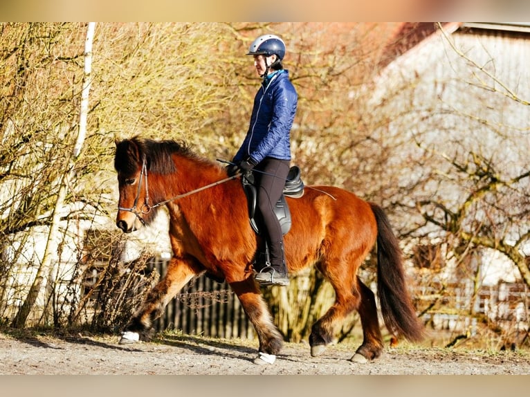 Caballos islandeses Yegua 6 años 140 cm Castaño in Taufkirchen an der Trattnach