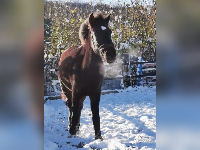 Caballos islandeses Yegua 6 años 140 cm Castaño oscuro in Birmensdorf ZH