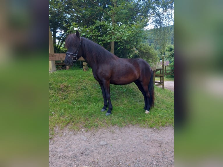 Caballos islandeses Yegua 6 años 140 cm Negro in Walshausen