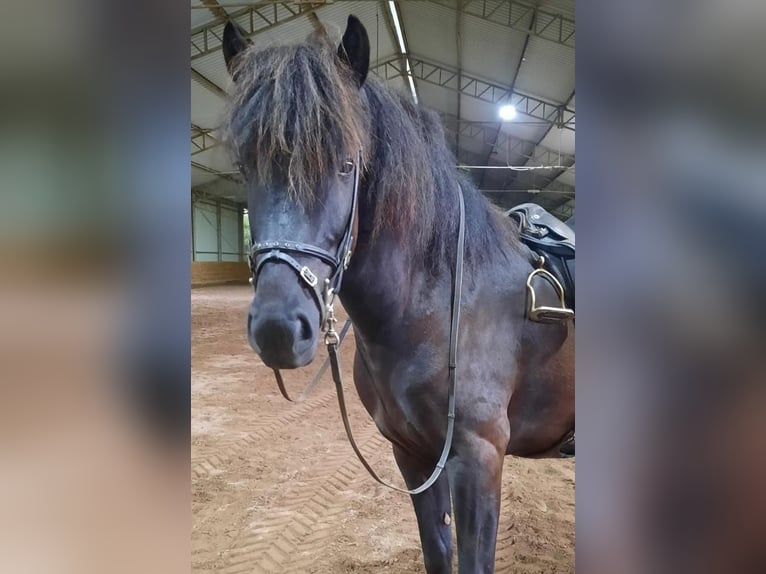 Caballos islandeses Yegua 6 años 140 cm Negro in Walshausen