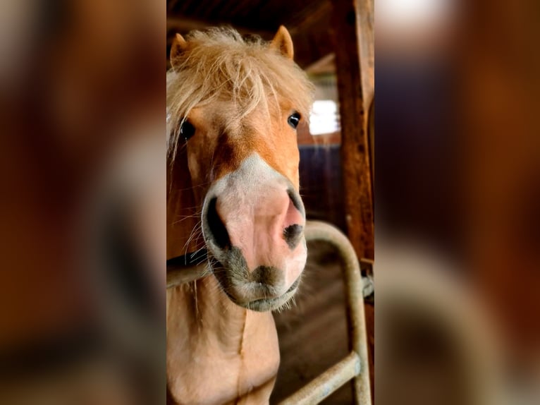 Caballos islandeses Yegua 6 años 140 cm Palomino in Reutlingen