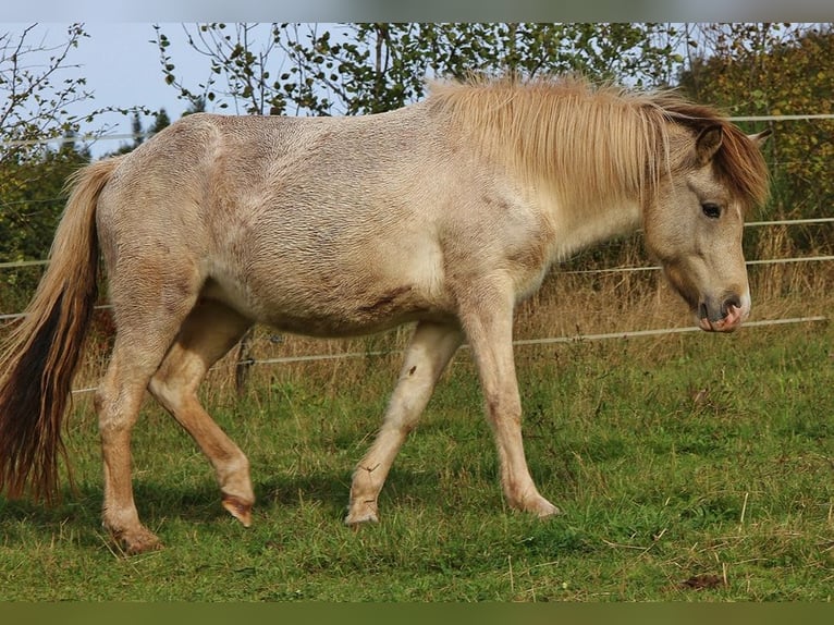 Caballos islandeses Yegua 6 años 140 cm Pío in Saarland