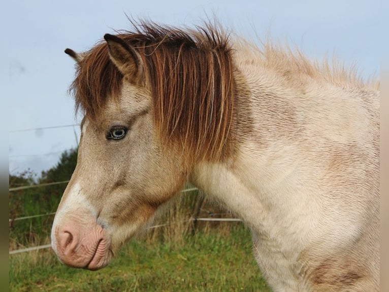 Caballos islandeses Yegua 6 años 140 cm Pío in Saarland