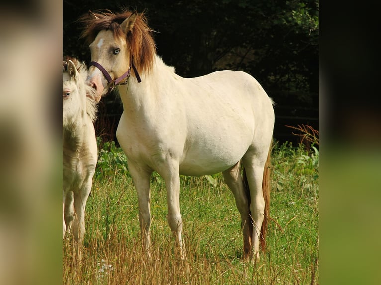 Caballos islandeses Yegua 6 años 140 cm Pío in Saarland