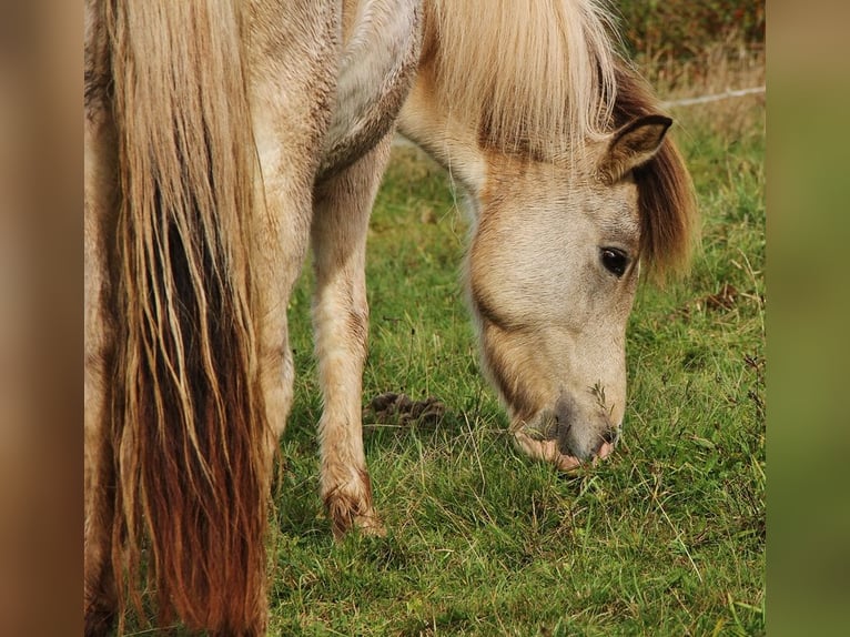 Caballos islandeses Yegua 6 años 140 cm Pío in Saarland