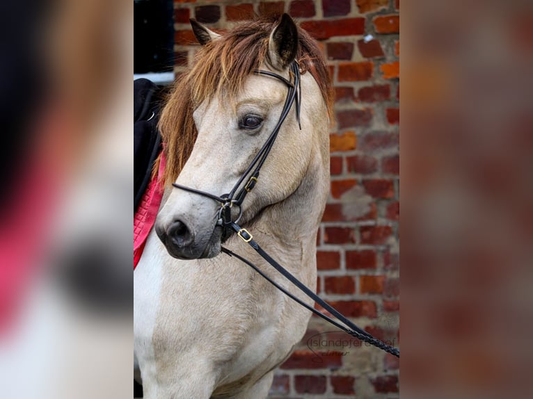 Caballos islandeses Yegua 6 años 140 cm Tobiano-todas las-capas in Blunk