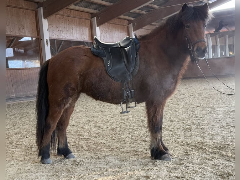 Caballos islandeses Yegua 6 años 141 cm Castaño in Lochen am See