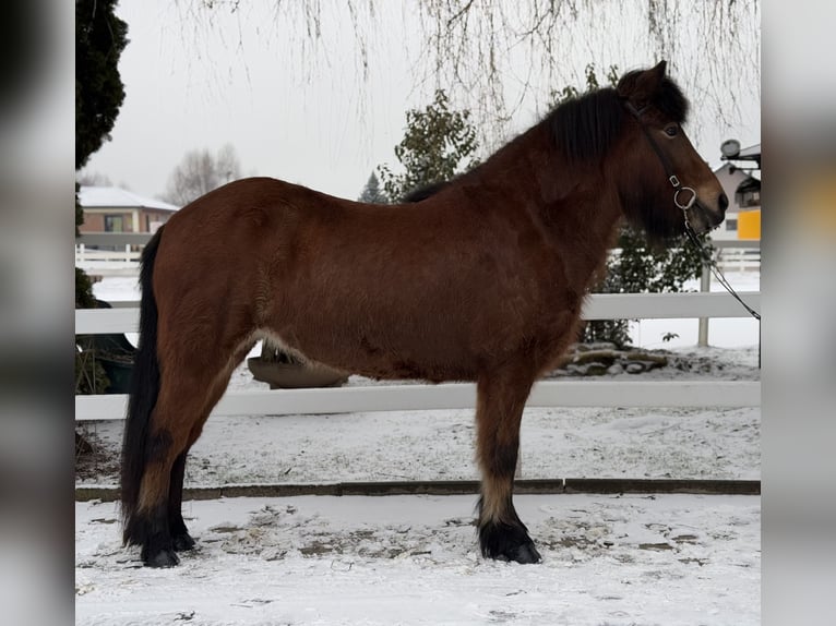 Caballos islandeses Yegua 6 años 141 cm Castaño in Lochen am See