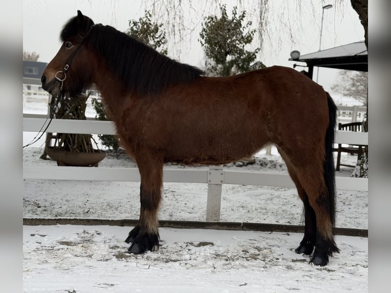 Caballos islandeses Yegua 6 años 141 cm Castaño in Lochen am See