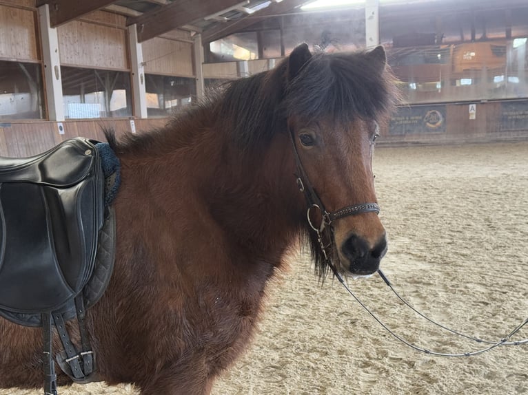 Caballos islandeses Yegua 6 años 141 cm Castaño in Lochen am See