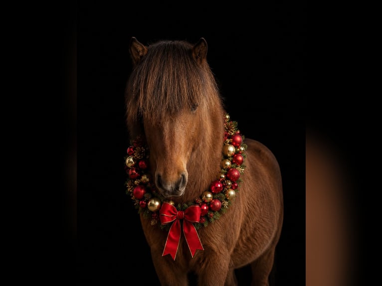 Caballos islandeses Yegua 6 años 141 cm Castaño in Grevenbroich