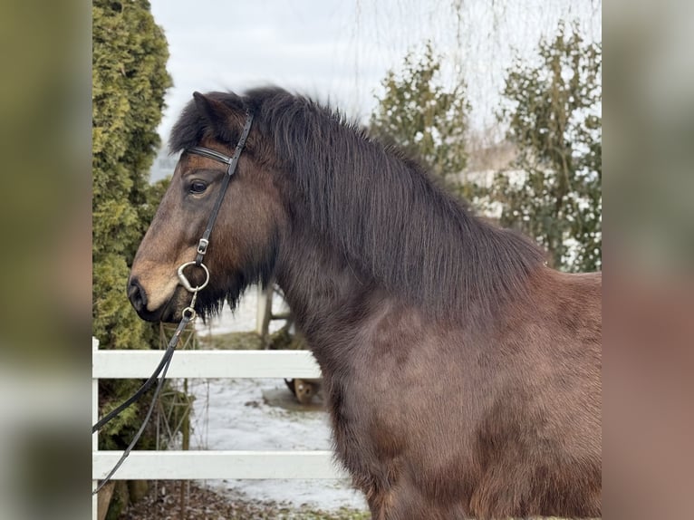 Caballos islandeses Yegua 6 años 141 cm Castaño oscuro in Lochen am See