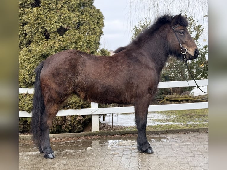 Caballos islandeses Yegua 6 años 141 cm Castaño oscuro in Lochen am See