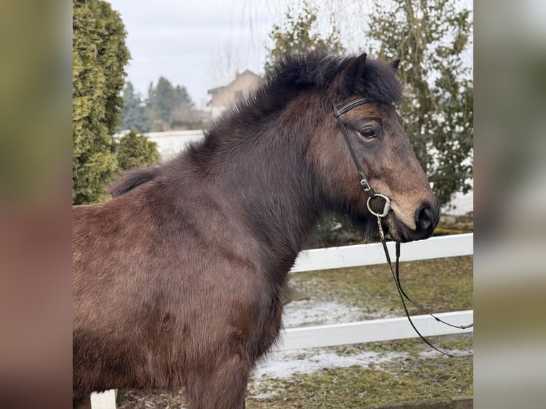 Caballos islandeses Yegua 6 años 141 cm Castaño oscuro in Lochen am See
