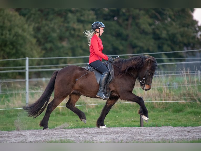 Caballos islandeses Yegua 6 años 141 cm Castaño oscuro in Lehmrede