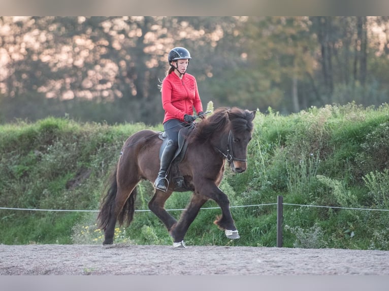 Caballos islandeses Yegua 6 años 141 cm Castaño oscuro in Lehmrede