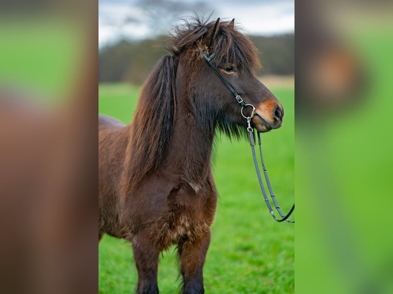 Caballos islandeses Yegua 6 años 141 cm Castaño oscuro in Lehmrede