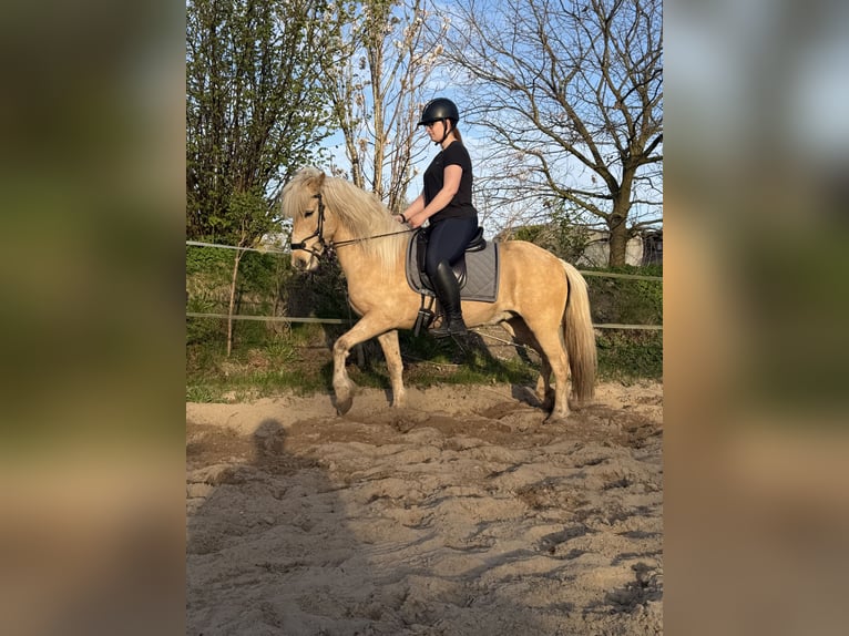 Caballos islandeses Yegua 6 años 141 cm Palomino in Lutzhorn