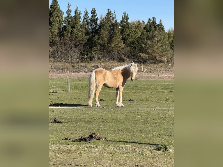 Caballos islandeses Yegua 6 años 141 cm Palomino in Lutzhorn