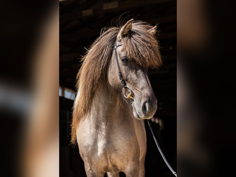 Caballos islandeses Yegua 6 años 142 cm Bayo in Lehmrade