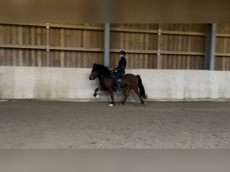 Caballos islandeses Yegua 6 años 142 cm Castaño in Backnang