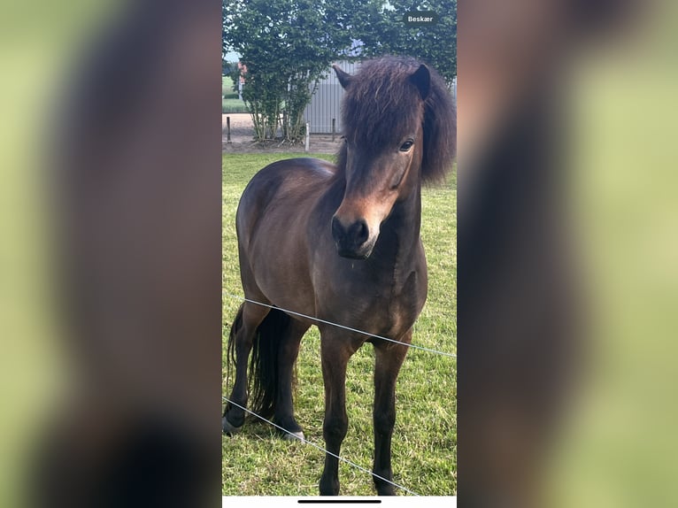 Caballos islandeses Yegua 6 años 142 cm Castaño in Haderslev