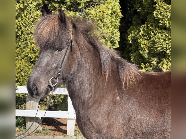 Caballos islandeses Yegua 6 años 142 cm Negro in Lochen am See